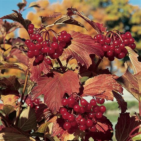 Viburnum trilobum 'Wentworth' | White flower farm, Viburnum, Shade shrubs