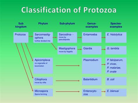 Classification Of Protozoa - Riset