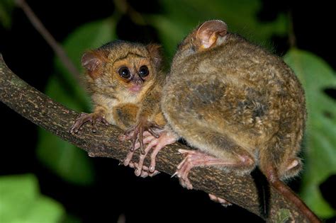 Baby Spectral Tarsier with Mother | Sean Crane Photography