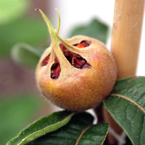 Nottingham Medlar Tree | Mespilus Germanica | Buy Medlar Fruit Trees