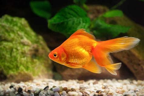 How Long Do Goldfish Live if You Take Good Care of Them? – Aquarium Genius