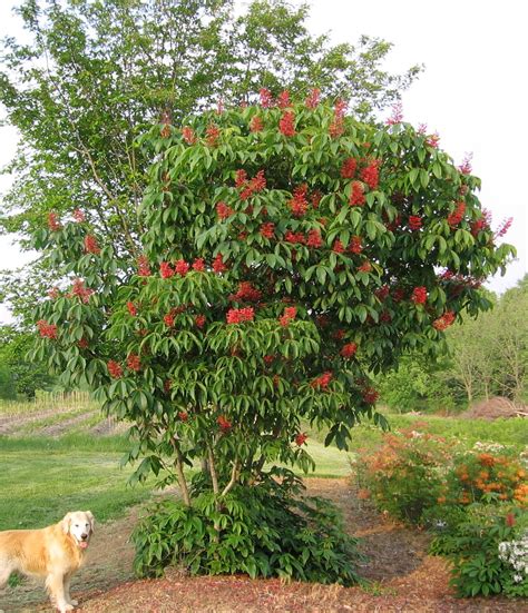 Red Buckeye Tree (Aesculus pavia) | Fast growing trees, Flowering trees ...