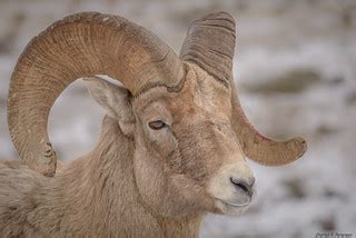 Bighorn Ram - Wyoming | North Elk Refuge Road, National Elk … | Flickr