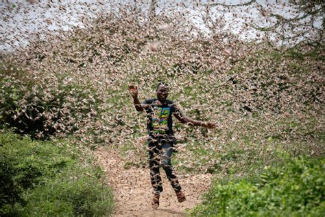 In Pictures: Desert locusts swarm parts of East Africa | Gallery | Al Jazeera