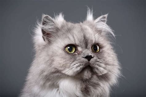Cats from Around the World – Persian Cat - Animal Care Center