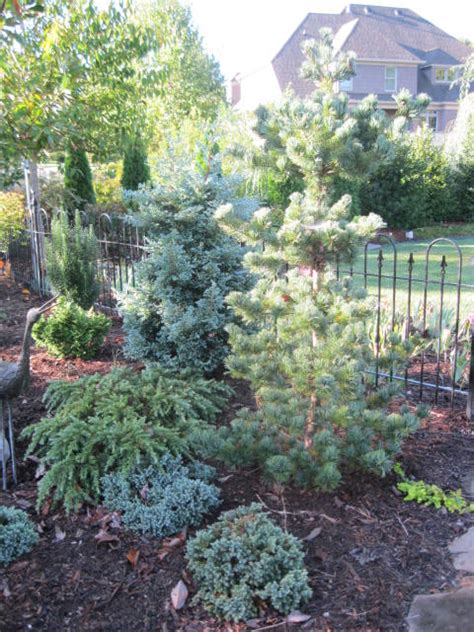 Five Favorite Dwarf Blue Conifers – KarensGardenTips.com