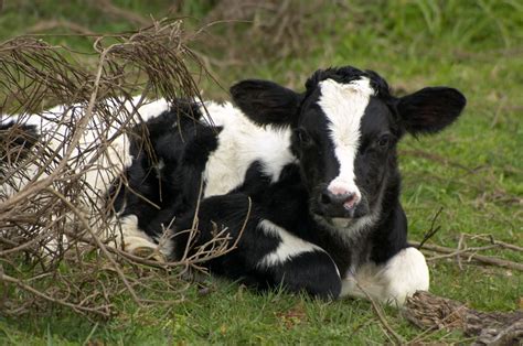 Calf outdoors | Calf (holstein, friesian) outdoors. | Compassion in ...