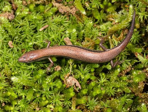 Ground Skink | Captured in the driveway by a young naturalis… | Flickr