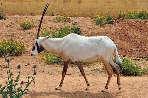 Qatar - National animal - Arabian oryx Arabian Oryx, Ruminant, National Animal, Zoology ...