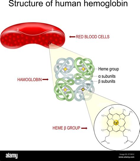 Structure Of Hemoglobin