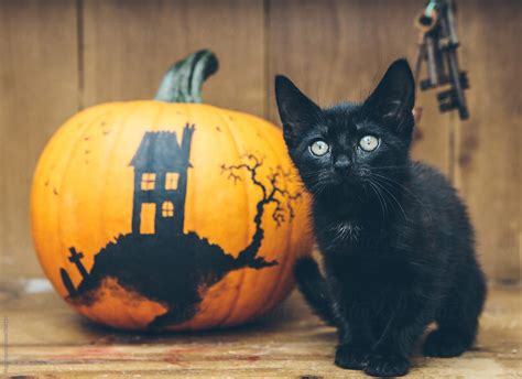 Black Cat With Decorated Pumpkin For Halloween. by Kkgas