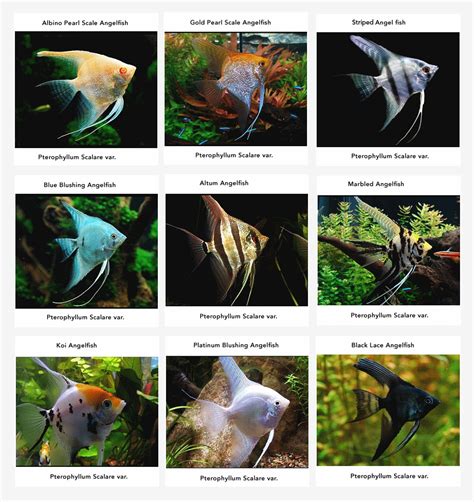 Pin by Zaw Naing on Tetra | Tropical fish aquarium, Angel fish, Pet fish