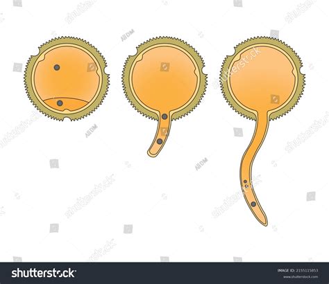 Scientific Designing Germination Pollen Grain Male Stock Vector ...