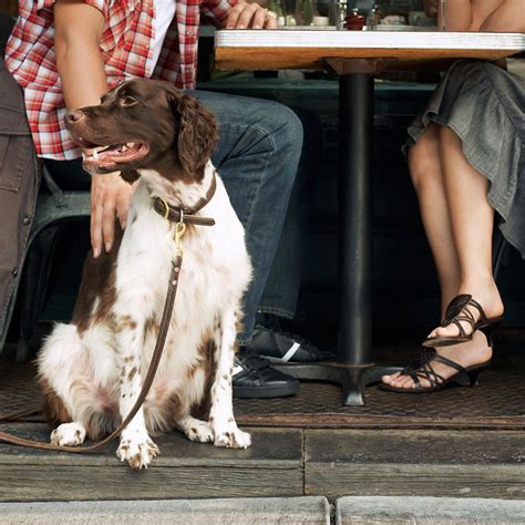 15 Dog-Friendly Restaurants Around the Main Line | Wagsworth Manor Pet Resort