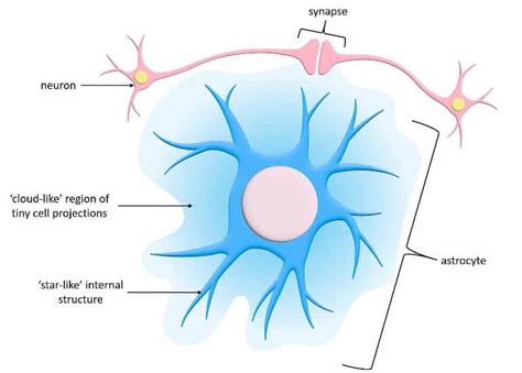 Astrocytes Display Unique Activity Patterns - Neuroscience News