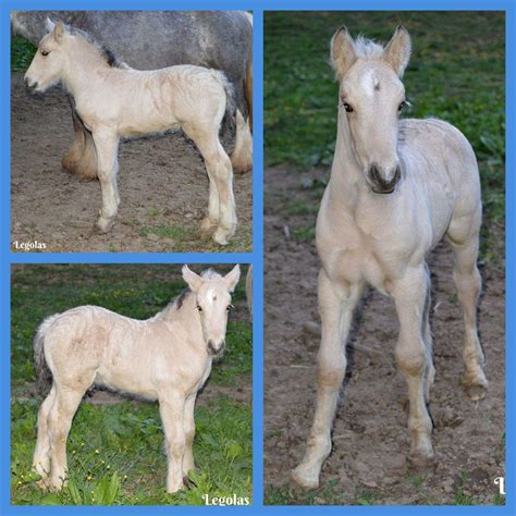 Pending - Showstopping Buckskin Roan Gypsy Vanner Colt!