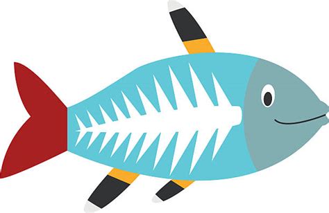 Xray Fish Illustrations, Royalty-Free Vector Graphics & Clip Art - iStock