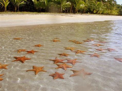 bocas-del-toro-panama-sea-star-beach-playa-estrellas-de-mar | Panama travel, Places to go, Bocas ...