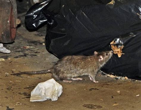 How Many New York Subway Stations Are Infested with Rats? - Brooklyn Magazine