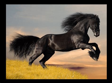 Horse Wallpaper Screensavers - WallpaperSafari