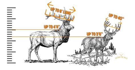 Mule Deer vs Elk: Species Comparison - eatingthewild.com