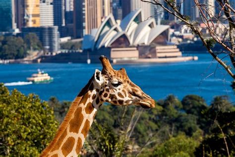 Taronga Zoo, Sydney | Ticket Price | Timings | Address: TripHobo