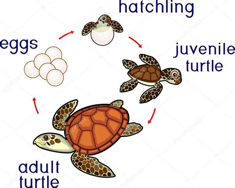 Parts Of A Sea Turtle Life Cycle Characteristics Types Of Sea Turtles ...