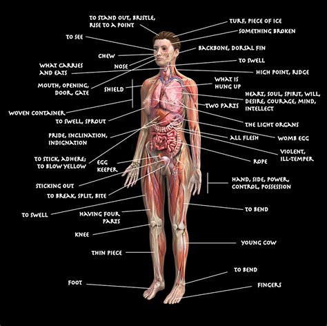 [DIAGRAM] Teeth Diagram Names - MYDIAGRAM.ONLINE