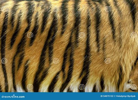 Texture of real tiger skin stock photo. Image of design - 54875132