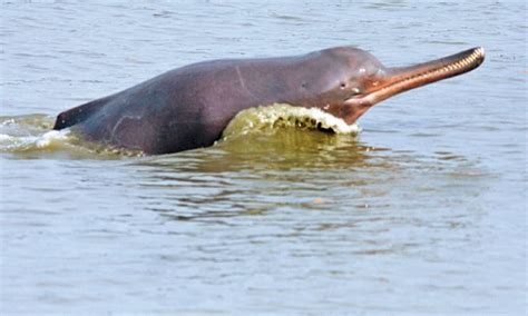 Zoo conducts postmortem of blind Indus dolphin - Newspaper - DAWN.COM