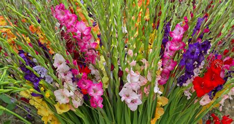 August Flower Lore: Gladiolus and Poppy - Farmers' Almanac - Plan Your Day. Grow Your Life.