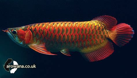 Types of Asian Arowana Fish | Exotic Tropical Ornamental Fish Photos With Names | Fish Secrets