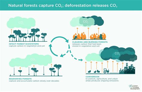 Climate: How much carbon does deadwood release? | World Economic Forum