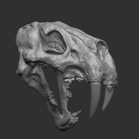 STL file Sabertooth Skull 3D print model・3D print object to download・Cults