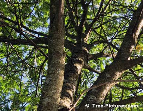 Mountain Ash Trees, Branches of the Mountain Ash Tree | Mountain ash ...