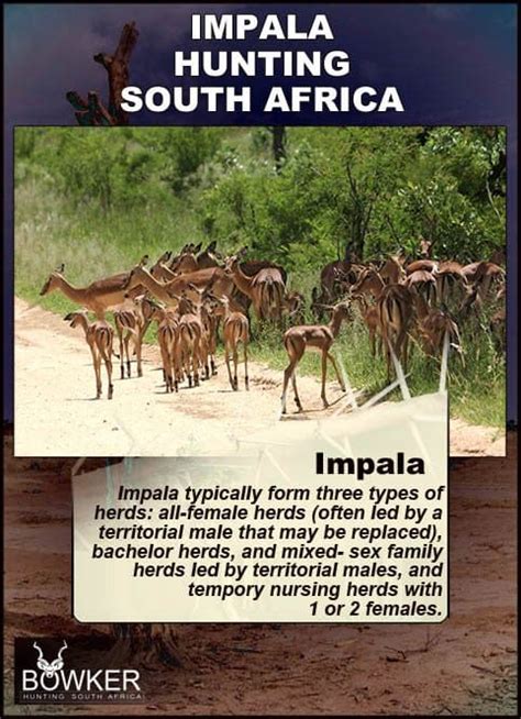 Impala Hunting - All You Need to Know About Impala Hunts