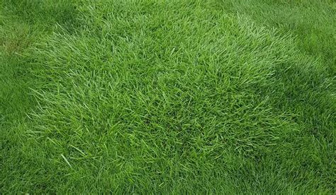 All You Need To Know About Fescue Sod - Ultimate Guide | Site Name ...