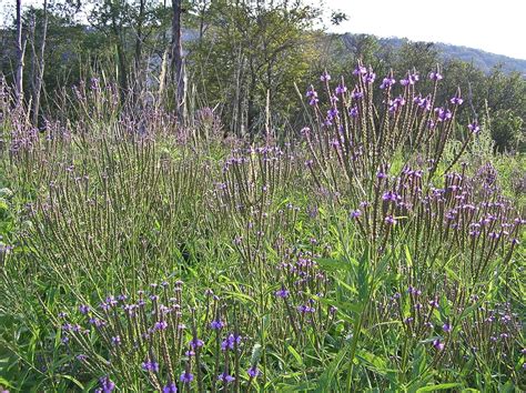 Lovely Blue Vervain from 7song's blog. | Blue vervain, Verbena, Growing ...