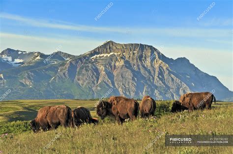 Herd of plains bisons in alpine meadow of Waterton Lakes National Park ...