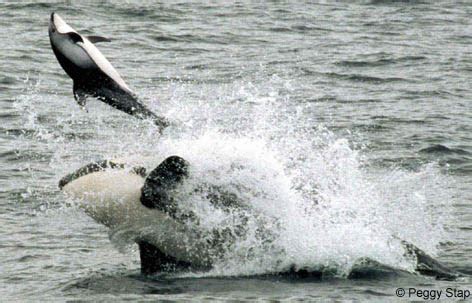 Monterey Bay Whale Watch -- Photo of Killer Whale attacking Pacific ...