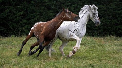 Appaloosa Horse Colors, Patterns, And Name Origin