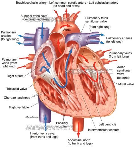 Heart Interior (labeled), illustration | Stock Image - Science Source ...