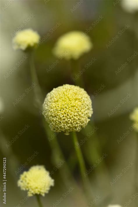 Lavender cotton Stock Photo | Adobe Stock