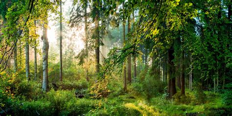 El bosque del futuro: diseñando bosques resistentes al clima