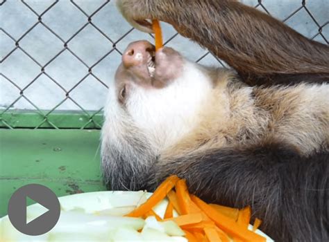 Sloth eating carrots