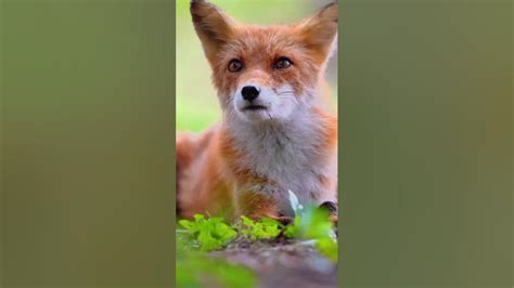 wild fox/lomdi fox |#fox #lomdi #foxes #animal #youtubeshorts #naturepretty - YouTube