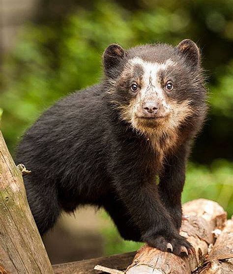 102 best images about Spectacled Bears on Pinterest | American black ...