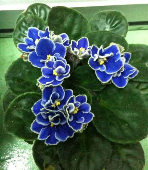 292 best images about Houseplants-African Violets on Pinterest ...