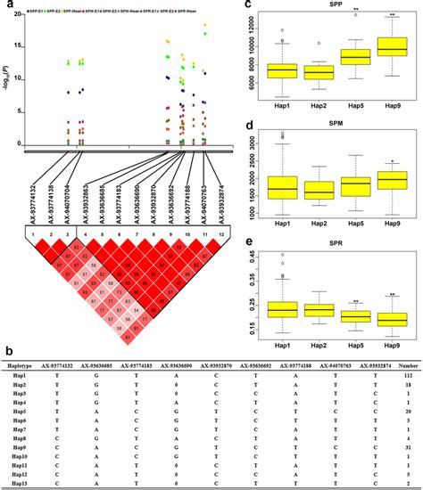 Haplotype analysis of twelve SNPs significantly associated with SP and ...