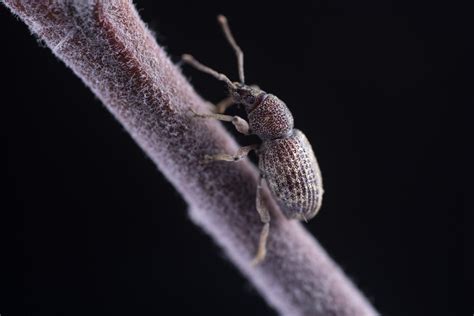 Root Weevil - How To Identify And Control Root Weevils